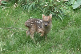 World's Smallest Deer Species Born at WCS's Queens Zoo